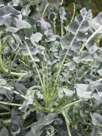 Broccoli bladbroccoli 'Spigariello', Brassica oleracea botrytis var Cymosa