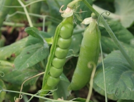 Stamdoperwt 'Kelvedon Wonder', Pisum sativum Biologisch