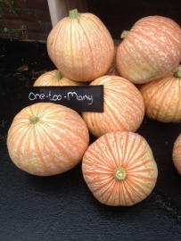 Pompoen 'One Too Many', Cucurbita maxima