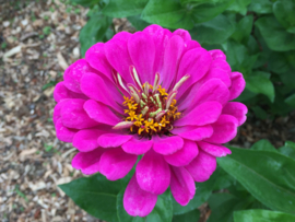 Zinnia elegans 'Art Deco', Zinnia