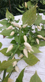 Peper 'Coyote Zan White', Capsicum chinense