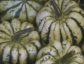 Pompoen delicata 'Sweet Dumpling', Cucurbita pepo