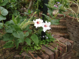 Mirabilis longiflora, Nachtschone