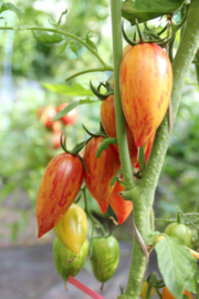 Cherrytomaat 'Sweet Cream', Solanum lycopersicum