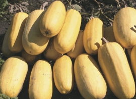 Pompoen spaghettipompoen 'Vegetable Spaghetti Squash', Cucurbita pepo