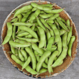 Sojaboon Edamame 'Chiba Green', Glycine max Biologisch