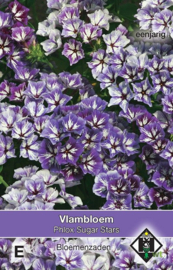 Phlox drummondii 'Sugar Stars', Vlambloem