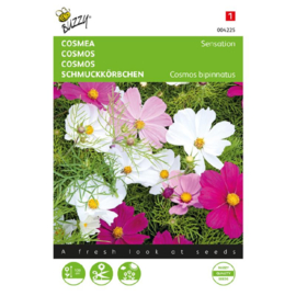 Cosmos bipinnatus 'Sensation', Cosmea
