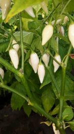 Peper 'Coyote Zan White', Capsicum chinense