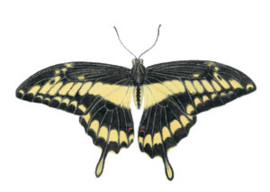 Dubbele kaart vlinder Papilio cresphontes