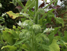 Borage komkommerkruid blauw en wit, Borago officinalis