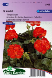 Pelargonium x hortorum 'Scarlet F2', Tuingeranium