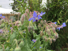 Borage komkommerkruid, Borago officinalis Biologisch