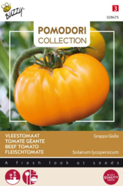 Tomaat vleestomaat 'Grappa Gialla' / ‘Brandywine Yellow’, Solanum lycopersicum
