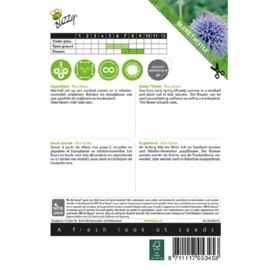 Echinops ritro ' Blue Globe', Kogeldistel