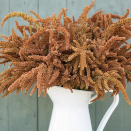 Amaranthus cruentus 'Hot Biscuits', Kattenstaart