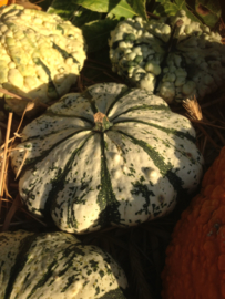 Patisson 'Panache', Cucurbita pepo