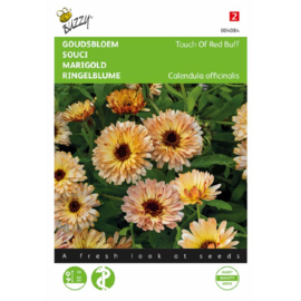 Calendula officinalis 'Touch of Red Buff', Goudsbloem (voorlopig niet leverbaar)