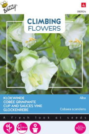 Cobaea scandens 'Alba', Klokwinde