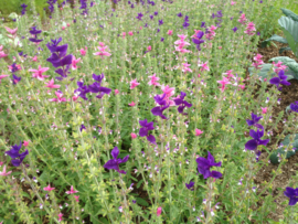 Salvia horminum roze, Bonte Salie Biologisch