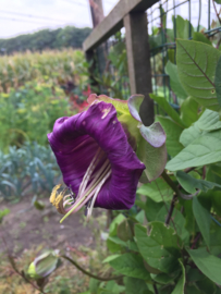 Cobaea scandens, Klokwinde