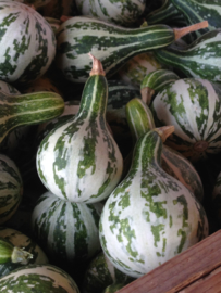 Pompoen kalebas 'Dancing or Spinning Gourd', Cucurbita pepo