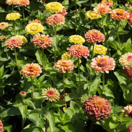 Zinnia elegans 'Queen Orange Lime', Zinna