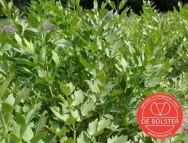 Maggiplant, Lavas Levisticum officinale Biologisch