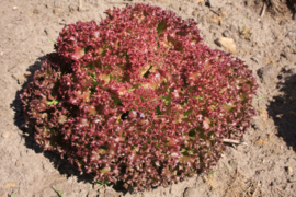 Krulsla pluksla 'Lollo Rossa', Lactuca sativa Biologisch