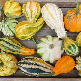 Pompoen kalebas'Harrowsmith Select', Cucurbita pepo