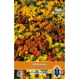 Tagetes tenuifolia pumila 'Starfire Mix', Randjes Afrikaan (voorlopig niet leverbaar)