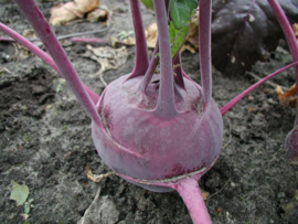 Koolrabi 'Delikatess Blauwe', Brassica oleracea var. gongylodes Biologisch