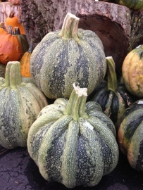 Pompoen 'Tonda Padana', Cucurbita pepo