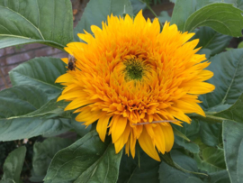 Helianthus annuus 'Teddy Bear', Zonnebloem dwerg