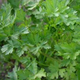 Peterselie 'Gewone Snij 3', Petroselinum crispum