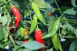 Peper 'CAP. 455', Capsicum baccatum var. Pendulum