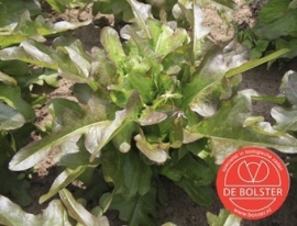 Pluksla 'Cocarde', Lactuca sativa Biologisch