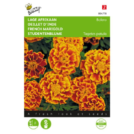 Tagetes patula nana 'Bolero', Afrikaantje