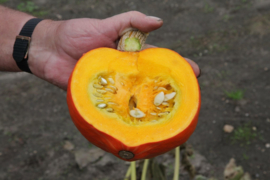 Pompoen 'Amoro F1', Cucurbita maxima Biologisch