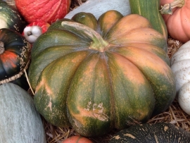 Pompoen 'Muscat de Provence', Cucurbita moschata