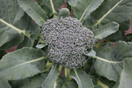 Broccoli 'Groene Calabrese', Brassica oleracea var. cymosa Biologisch