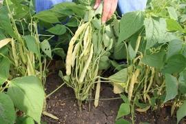 Stamsnijboon geel 'Capitano', Phaseolus vulgaris Biologisch