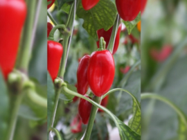 Snackpaprika 'Arwen', Capsicum annuum Biologisch