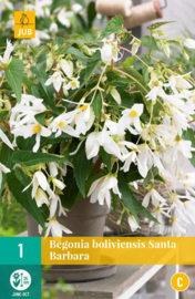 Begonia  boliviensis Santa Barbara - Boerenbegonia