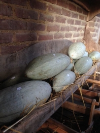 Pompoen 'Blue Banana', Cucurbita maxima