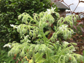 Borage komkommerkruid blauw en wit, Borago officinalis