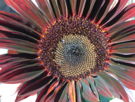 Helianthus annuus 'Moulin Rouge', Zonnebloem stuifmeelvrij (voorlopig niet leverbaar)