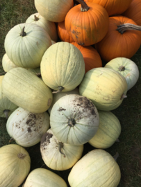 Pompoen halloween 'Moonshine F1', Cucurbita pepo