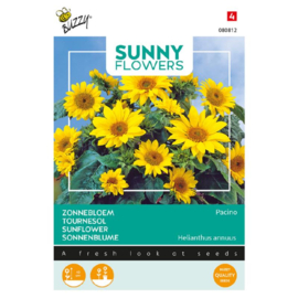 Helianthus annuus 'Pacino', Zonnebloem dwerg pot