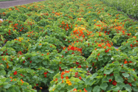 Tropaeolum majus, Oost Indische Kers niet rankend Biologisch